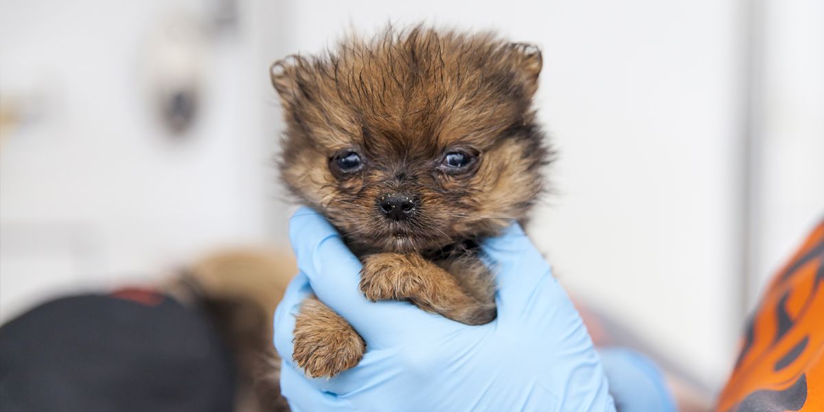 New California Laws to End “Puppy Broker” Scams and Strengthen Buyer Protections